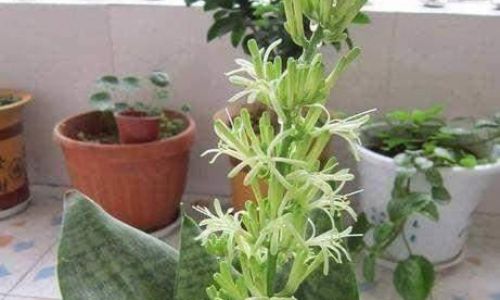 虎皮兰花怎么养殖方法 虎皮兰花怎么养殖方法