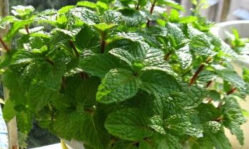 驱蚊虫的花草有哪些 驱蚊虫的花草有哪些