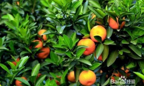 怎么挑选桔子 怎么挑选桔子