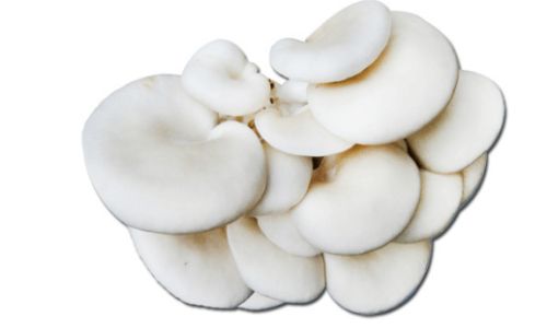 鲜蘑菇放冰箱能放多久 鲜蘑菇放冰箱能放多久