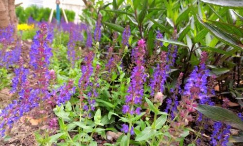 鼠尾草花期是什么时候