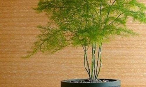 怎么样才能养好一盘文竹 怎么样才能养好一盘文竹