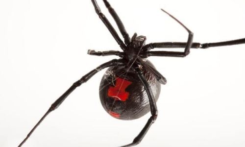 怎么辨认黑寡妇蜘蛛 怎么辨认黑寡妇蜘蛛