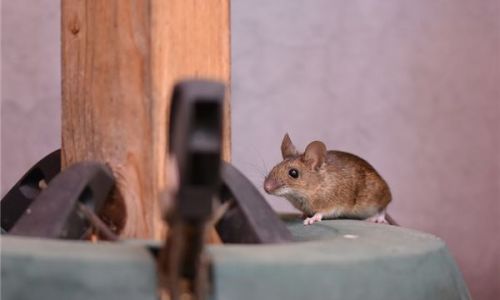 梦见老鼠的意思 梦见老鼠的意思