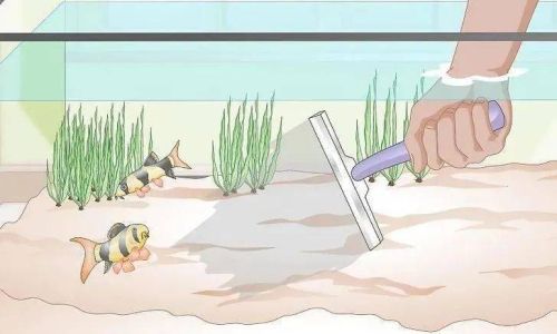 给淡水水族箱换水方法 给淡水水族箱换水方法