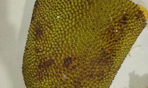 要怎么剥菠萝蜜 要怎么剥菠萝蜜