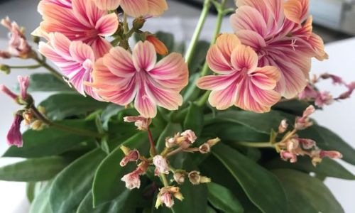 如何整理植物教你园艺知识 如何整理植物教你园艺知识