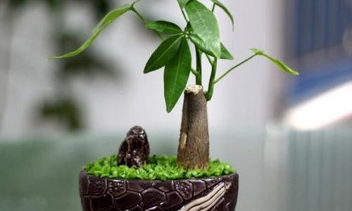 发财树剪枝怎么剪 发财树剪枝怎么剪