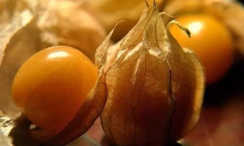 龙珠果和姑娘果的区别 龙珠果和姑娘果的区别