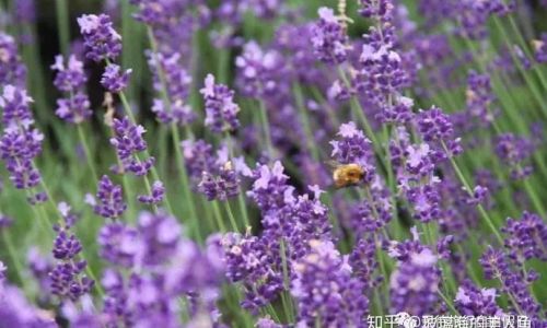 怎么用薰衣草做干花 怎么用薰衣草做干花