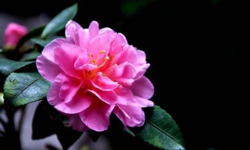 山茶花冬天养殖殖的禁忌 山茶花冬天养殖殖的禁忌