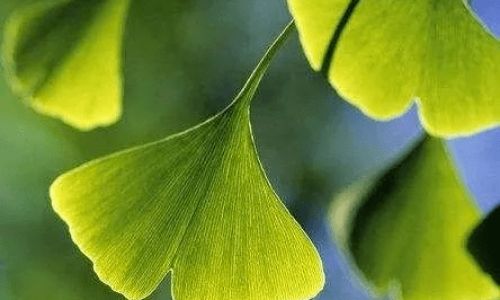 植物界的活化石有哪些 植物界的活化石有哪些