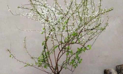 雪柳如何养 雪柳如何养