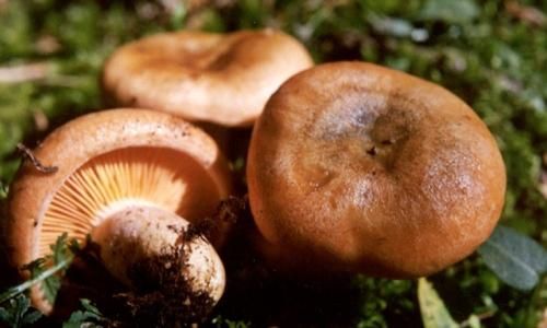 菌类怎么保存 菌类怎么保存