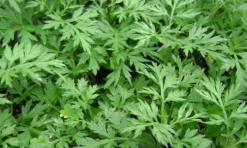 艾叶熏房子可以辟邪吗 艾叶熏房子可以辟邪吗