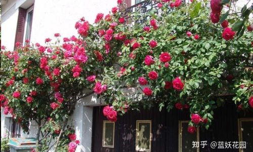 藤本月季花后修剪方法介绍 藤本月季花后修剪方法介绍