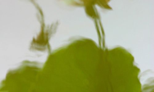 荷叶田田青照水的翻译 荷叶田田青照水的翻译