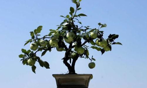 盆栽开心树的养护管理方法 盆栽开心树的养护管理方法