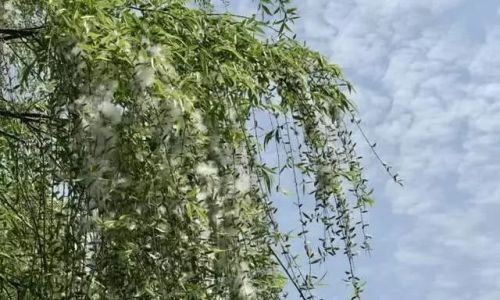 停机德和咏絮才的意思是什么 停机德和咏絮才的意思是什么