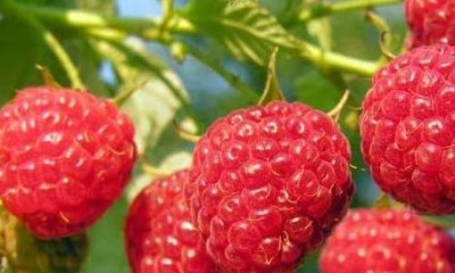 树莓贮藏方法有哪些 树莓贮藏方法有哪些