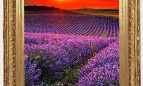 金菊对芙蓉的作者 金菊对芙蓉的作者