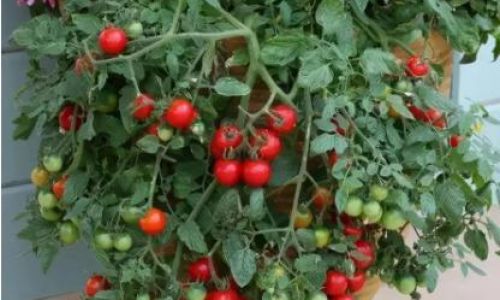 盆栽番茄需要如何浇水 盆栽番茄需要如何浇水