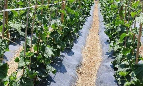 樱桃树开春追的肥料介绍 樱桃树开春追的肥料介绍