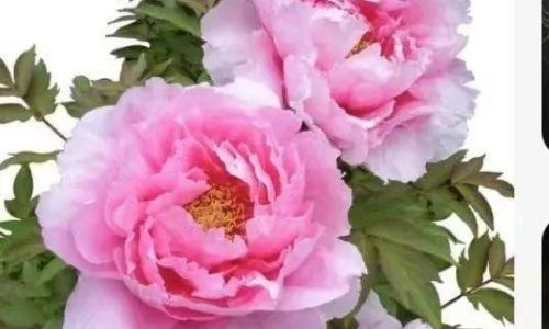 牡丹怎么读 牡丹怎么读