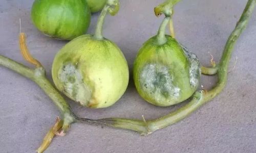 瓜蔓解释 瓜蔓解释