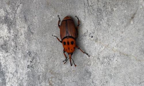 椰子虫是什么的幼虫