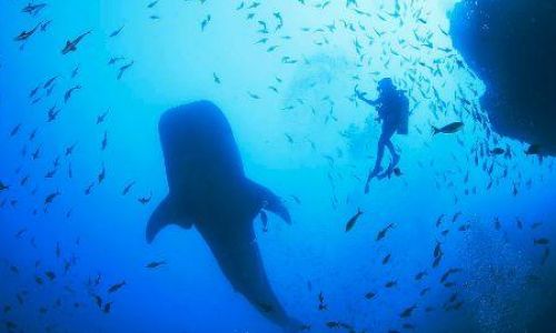 海底两万里句子欣赏的简单介绍 海底两万里句子欣赏的简单介绍