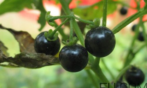 黑黝黝念什么呢 黑黝黝念什么呢