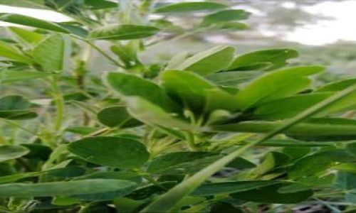 苜蓿草的简介 苜蓿草的简介