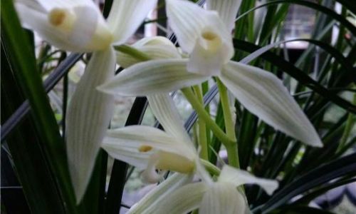 大雪素的传说 大雪素的传说