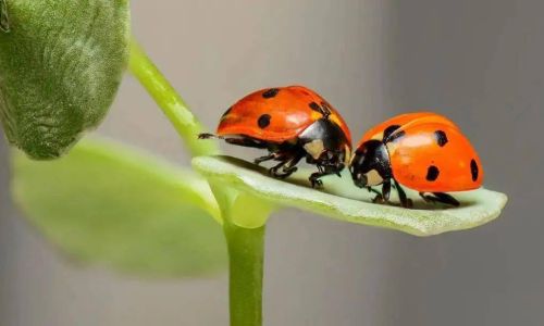 梦见蛐蛐是什么意思