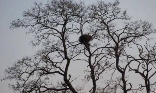 虬枝的意思 虬枝的意思