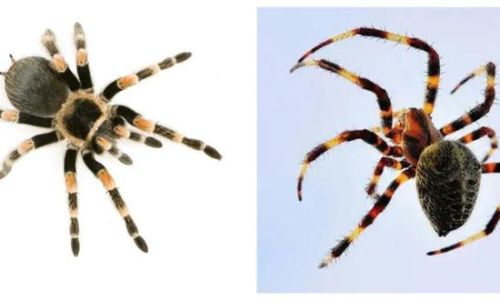 家里蜘蛛网多怎么办 家里蜘蛛网多怎么办