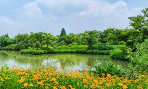 半山春晚即事王安石翻译 半山春晚即事王安石翻译