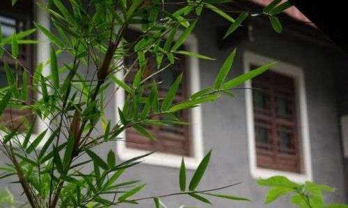 竹子的特点是什么 竹子的特点是什么