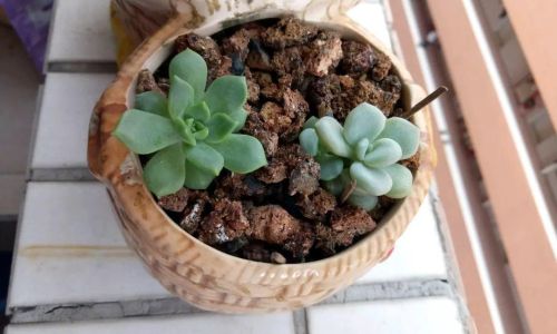 替换下的旧水苔能掺土养多肉吗 替换下的旧水苔能掺土养多肉吗