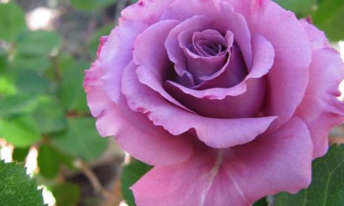 梦到月季花的含义 梦到月季花的含义