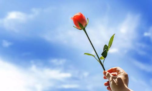 情浅凉心的意思介绍 情浅凉心的意思介绍