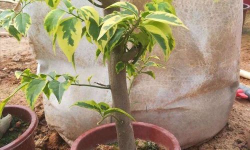 冬天扦插三角梅多长时间生根 冬天扦插三角梅多长时间生根