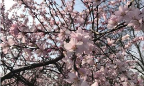 飞来菜花无处寻的上一句是什么 飞来菜花无处寻的上一句是什么