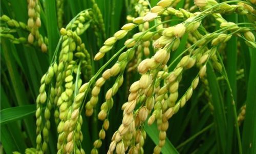 梦见水稻寓意 梦见水稻寓意