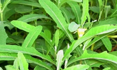 苣荬菜的读音 苣荬菜的读音