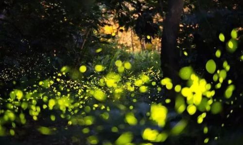 密密层层什么意思 密密层层什么意思