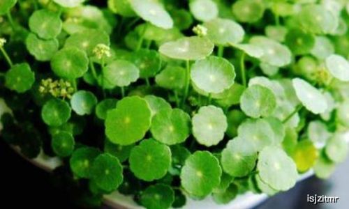 芣苢有什么象征意义 芣苢有什么象征意义