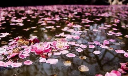 花开花落指什么 花开花落指什么