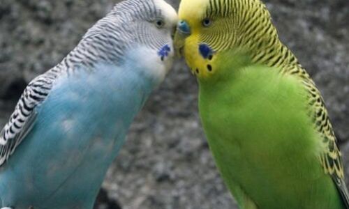 虎皮鹦鹉为什么一只脚站着 虎皮鹦鹉为什么一只脚站着